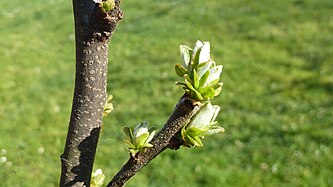 Buds of pears-quince-tree