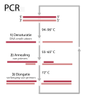 Miniatuur voor Polymerasekettingreactie