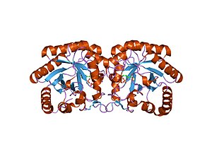 PDB 1pck EBI.jpg