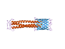 Figure 2

The C-terminal membrane anchor domain can clearly be seen on the right in blue. The stalk domain can be seen in red. PDB 3emo EBI.png