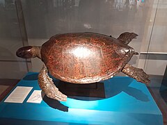 Philippine Turtle