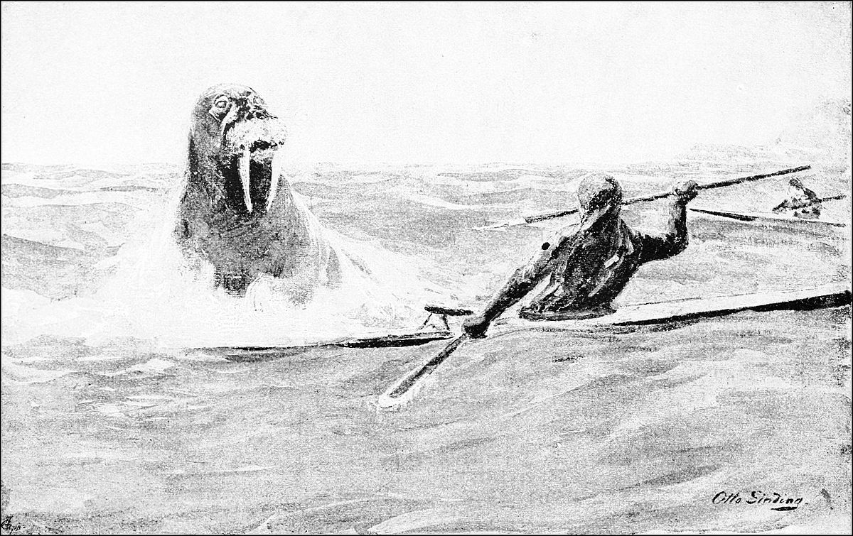 Walrus attack - Wikipedia