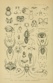 <i>Pulchellodromus punctiger</i> Species of spider