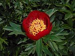 Paeonia peregrina 2016-05-20 1175.jpg