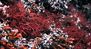 <i>Paralvinella sulfincola</i> Species of annelid