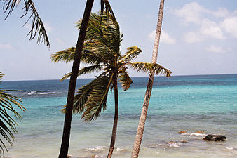 Palmer på Little Corn Island