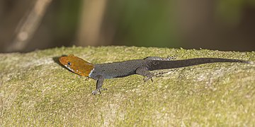 Gonatodes albogularis fuscus (Panamanian yellow-headed gecko) male