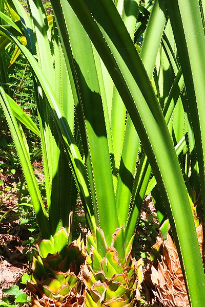 File:Pandan Plant at Atulayan Island.jpg