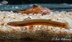 Pangio pangia (Cinnamon Loach)