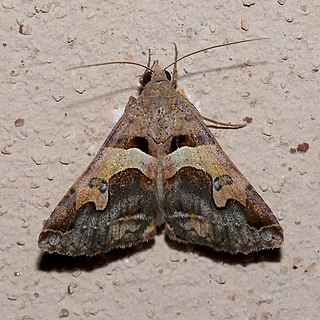 <i>Panula inconstans</i> Species of moth