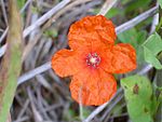 Papaver pinnatifidum EnfoqueFlor 2010-5-26 DehesaBoyaldePuertollano.jpg