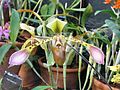 Paphiopedilum lowii RBGK.JPG