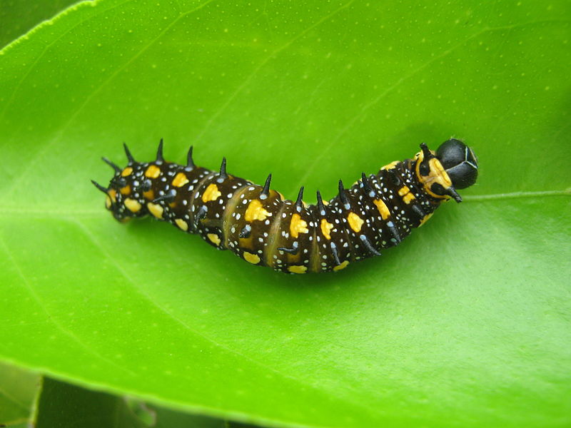 File:Papilio anactus caterpillar1.JPG