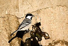 Pájaro con marcas similares a las del carbonero común, pero los colores descoloridos y más grises, bebe de un grifo con fugas