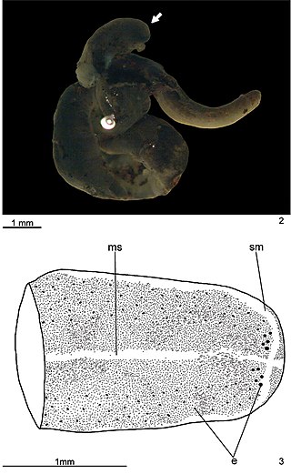 <i>Pasipha ferrariaphila</i> Species of flatworm