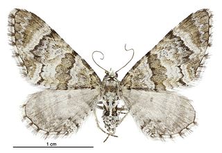 <i>Pasiphila halianthes</i> Species of moth