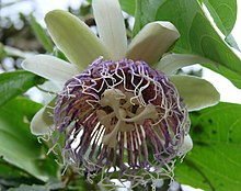 Passiflora nitida.jpg 