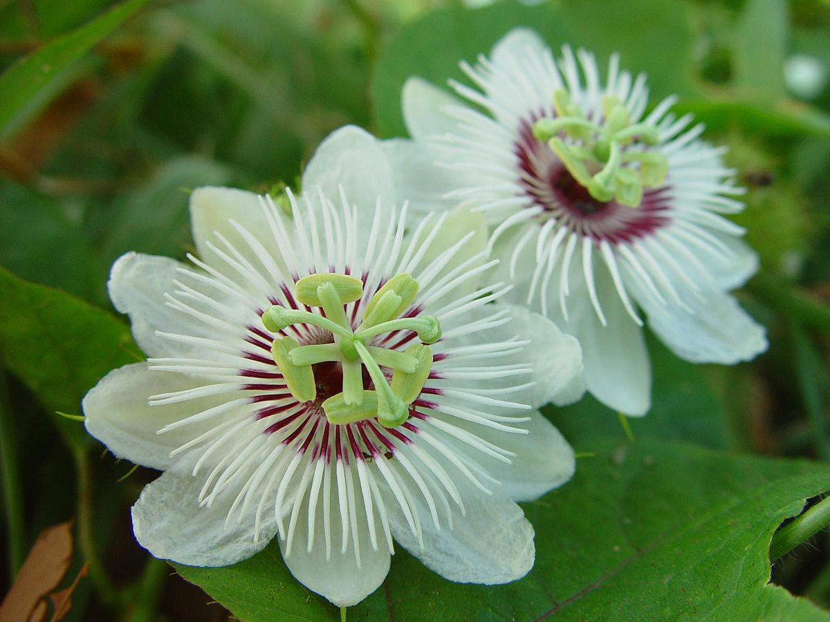 Passiflora Foetida Wikipedia