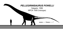 Pellegrinisaurus Skeletal V1.svg