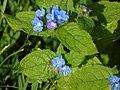 Pentaglottis sempervirens Cast: lengua de buey