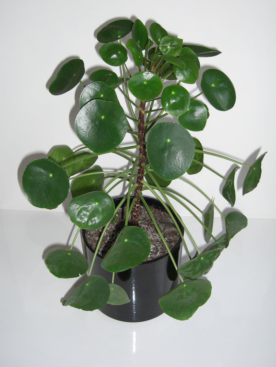 Пилея peperomioides