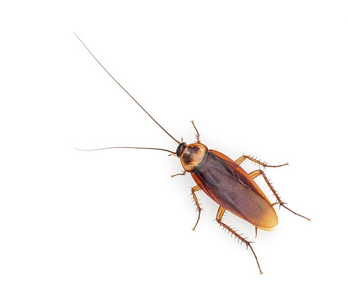 File:Periplaneta americana - American cockroach (25859665686) (cropped).jpg