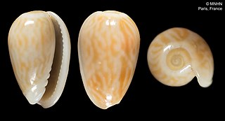 <i>Persicula danilai</i> Species of gastropod