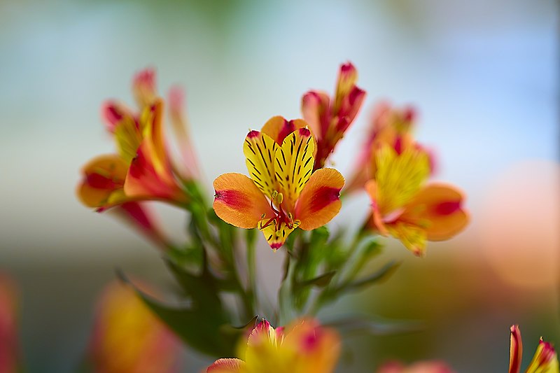 File:Peruvian Lily (Alstroemeria) in Ahens on May 10, 2023.jpg