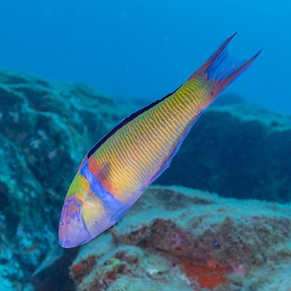 File:Pez verde (Thalassoma pavo), franja marina Teno-Rasca, Tenerife, España, 2022-01-06, DD 70.jpg