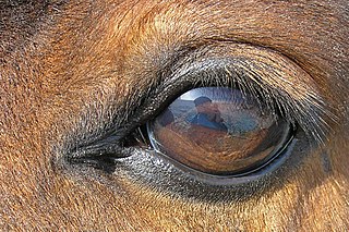 Equine vision