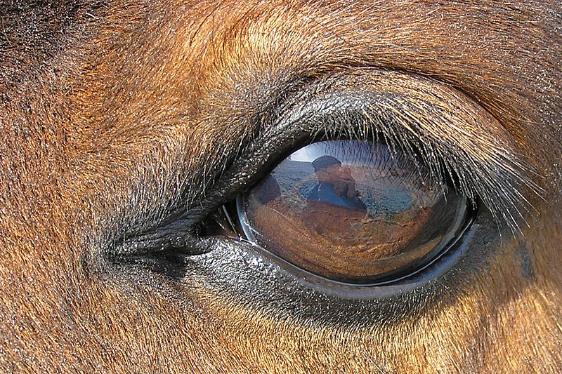 The Pale Blue Eye - Wikipedia