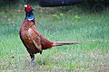 Pheasant cock (Phasianus colchicus) at the territorial shout