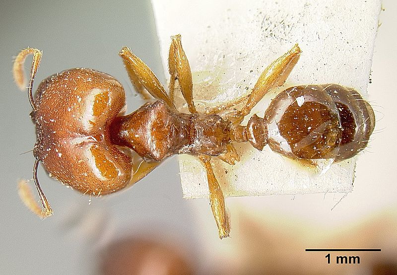 File:Pheidole stulta jtlc000014070 dorsal 1.jpg