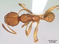 Pheidole tristis casent0178062 dorsal 1. jpg