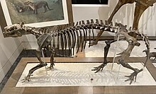 Phenacodus at AMNH.jpg