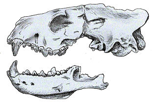 <i>Philotrox</i> Extinct genus of carnivores
