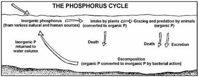 Phosphorus Cycle Wikipedia