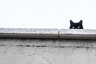 <span class="mw-page-title-main">Demon Cat</span> Ghost of a cat purported to haunt Washington, D.C