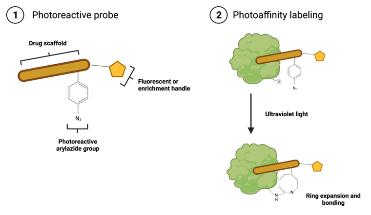 A prototypical photoaffinity probe. A drug scaffold acts as the first interaction site between probe and protein. A photoreactive group, here an arylazide, can be activated by light to form a reactive intermediate that bonds with a non-specific site on the protein. A tag can then be used to enrich and identify or image and detect the target. This image was made using BioRender.com.