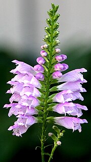 <i>Physostegia virginiana</i> Species of flowering plant