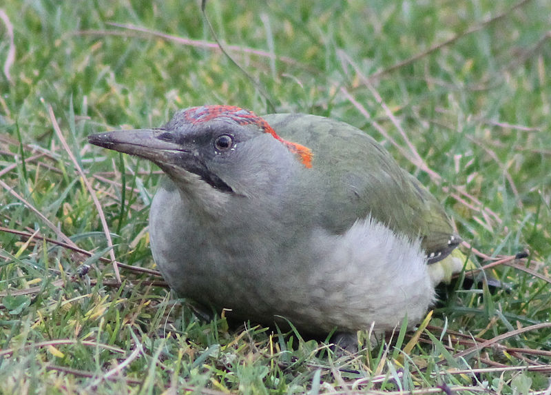 File:Picus viridis sharpei 031.jpg