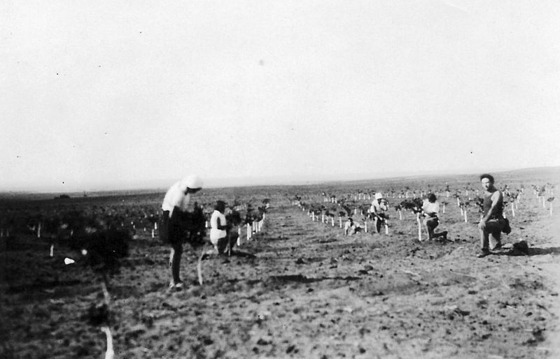 File:PikiWiki Israel 9077 Gan-Shmuel - in the orchard 1945.jpg