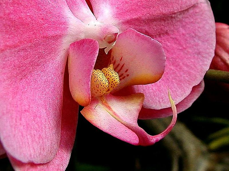 File:Pink orchids plants flowers.jpg