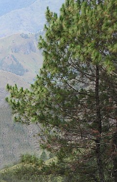 Merkus-pino apud Lago Toba, Sumatro.