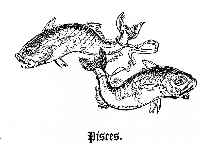 File:Pisces-drawing.jpg