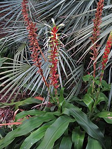 Pitcairnia maidifolia (6262809683).jpg