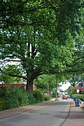 Pius Oak in Alder - Westmünsterland