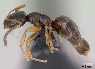 <i>Plagiolepis pygmaea</i> Species of ant