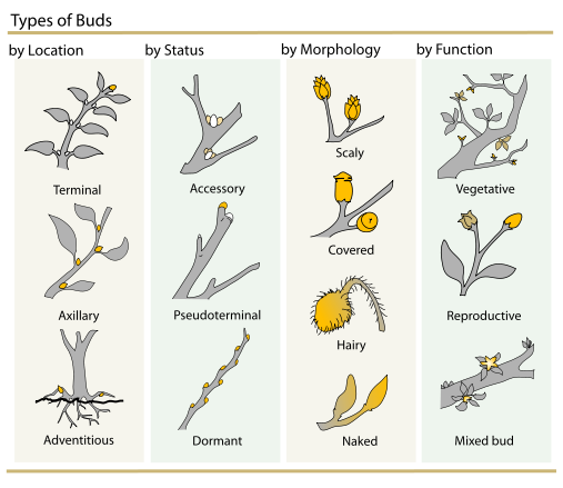 File:Plant Buds clasification.svg