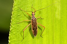 Bitki Böceği - Collaria oculata, Meadowood Çiftliği SRMA, Mason Neck, Virginia.jpg